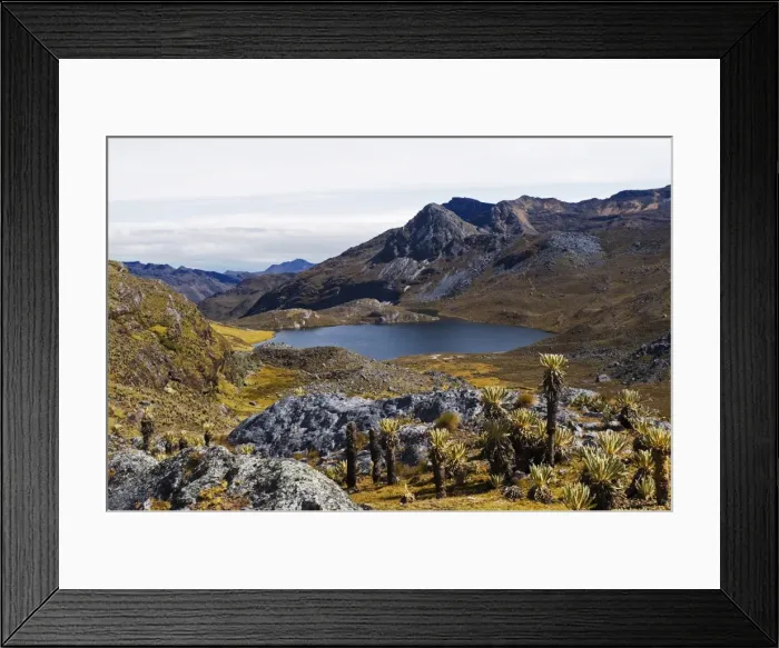 Framed Print : Frailejon plants (Espeletia) at Laguna Grande del los Verde, El Cocuy National Park Framed Print : Frailejon plants (Espeletia) at Laguna Grande del los Verde, El Cocuy National Park