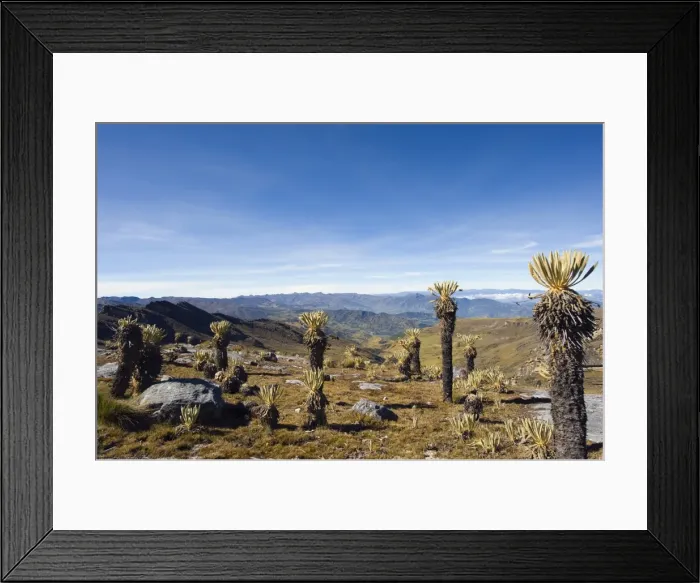 Framed Print : Frailejon plants (Espeletia) in El Cocuy National Park, Colombia, South America Framed Print : Frailejon plants (Espeletia) in El Cocuy National Park, Colombia, South America