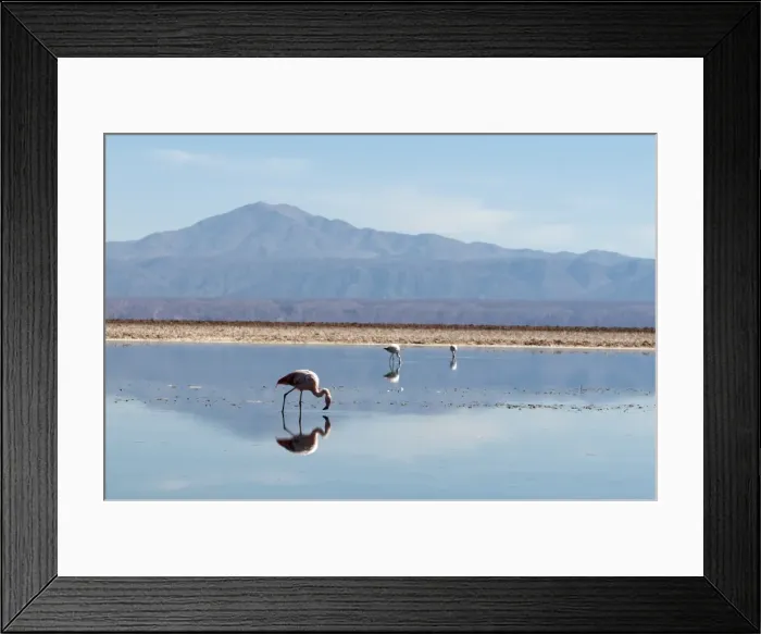 Framed Print : Chilean Flamingo (Phoenicopterus chilensis), Laguna Chaxa, Salar de Atacama Framed Print : Chilean Flamingo (Phoenicopterus chilensis), Laguna Chaxa, Salar de Atacama