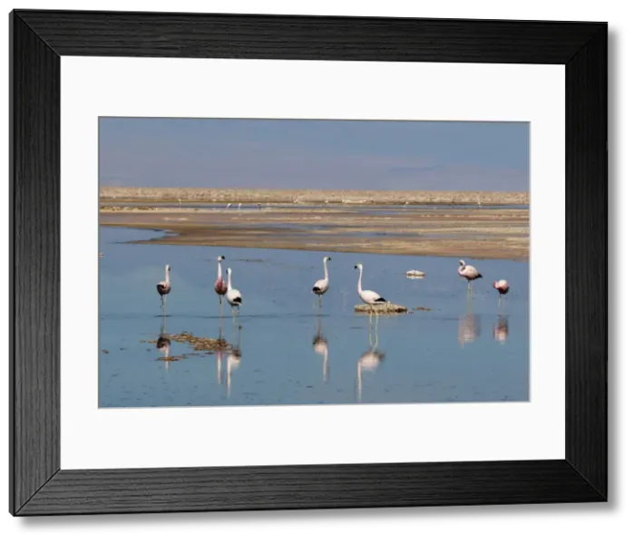 Framed Print : Chilean Flamingo (Phoenicopterus chilensis), Laguna Chaxa, Salar de Atacama Framed Print : Chilean Flamingo (Phoenicopterus chilensis), Laguna Chaxa, Salar de Atacama