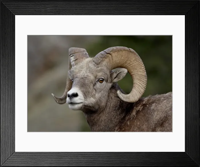Framed Print : Bighorn sheep (Ovis canadensis) ram, Jasper National Park, Alberta, Canada, North America Framed Print : Bighorn sheep (Ovis canadensis) ram, Jasper National Park, Alberta, Canada, North America