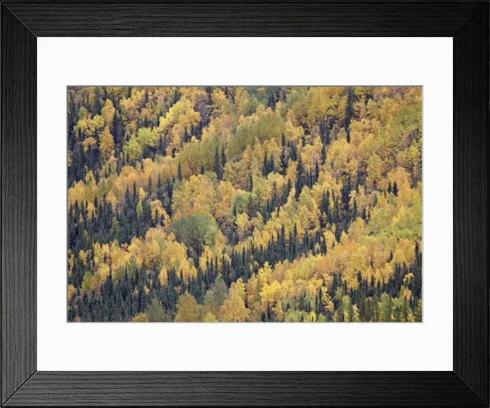 Framed Print : Fall colors with evergreens, Toad River, Alaska Highway, British Columbia Framed Print : Fall colors with evergreens, Toad River, Alaska Highway, British Columbia