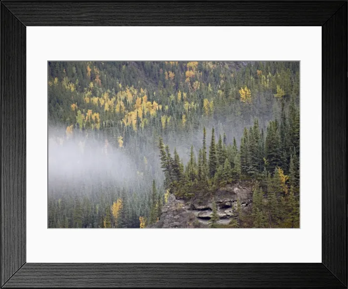 Framed Print : Fog and fall colors, Alaska Highway, British Columbia, Canada, North America