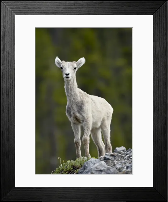 Framed Print : Stone sheep (Ovis dalli stonei) lamb, Muncho Lake Provincial Park, British Columbia Framed Print : Stone sheep (Ovis dalli stonei) lamb, Muncho Lake Provincial Park, British Columbia