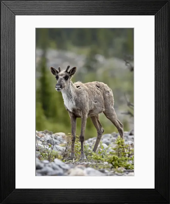 Framed Print : Woodland caribou (Rangifer caribou) calf, Stone Mountain Provincial Park Framed Print : Woodland caribou (Rangifer caribou) calf, Stone Mountain Provincial Park