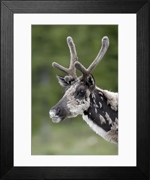 Framed Print : Woodland caribou (Rangifer caribou) buck in velvet and shedding, Alaska Highway Framed Print : Woodland caribou (Rangifer caribou) buck in velvet and shedding, Alaska Highway