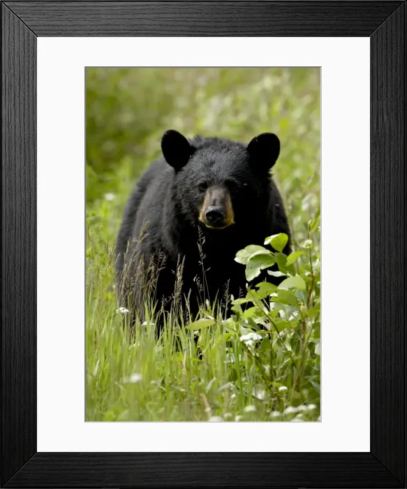 Framed Print : Black bear (Ursus americanus), Alaska Highway, British Columbia, Canada, North America Framed Print : Black bear (Ursus americanus), Alaska Highway, British Columbia, Canada, North America