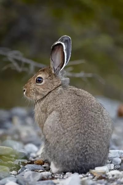 Snowshoe hare (Lepus americanus), Banff National Park, Alberta, Canada, North America