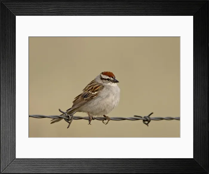 Framed Print : Chipping sparrow (Spizella passerina), Banff National Park, Alberta, Canada Framed Print : Chipping sparrow (Spizella passerina), Banff National Park, Alberta, Canada