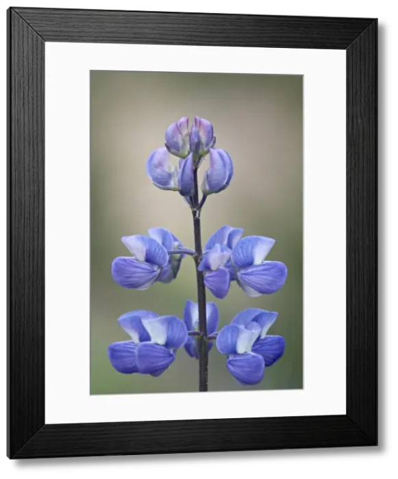 Framed Print : Meadow lupine (Lupinus polyphyllus), Manning Provincial Park, British Columbia Framed Print : Meadow lupine (Lupinus polyphyllus), Manning Provincial Park, British Columbia