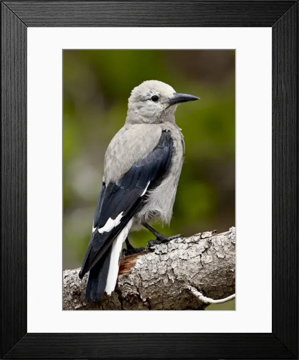 Framed Print : Clarks nutcracker (Nucifraga columbiana), Manning Provincial Park Framed Print : Clarks nutcracker (Nucifraga columbiana), Manning Provincial Park
