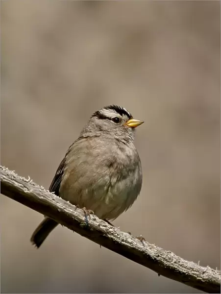 White-crowned sparrow (Zonotrichia leucophrys), Sidney Spit, British Columbia