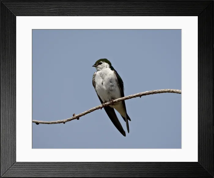 Framed Print : Violet-green swallow (Tachycineta thalassina), Sidney Spit, British Columbia Framed Print : Violet-green swallow (Tachycineta thalassina), Sidney Spit, British Columbia