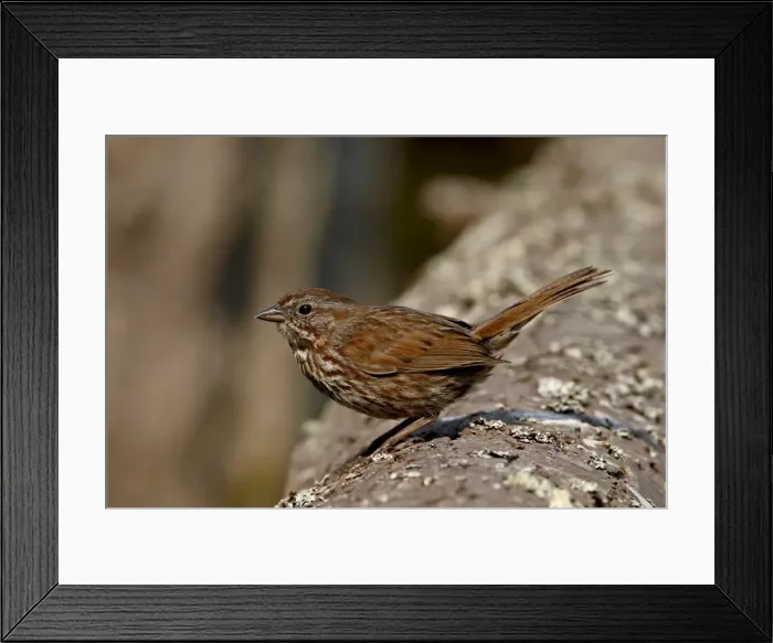 Framed Print : Song sparrow (Melospiza melodiai), Sidney Spit, British Columbia, Canada, North America Framed Print : Song sparrow (Melospiza melodiai), Sidney Spit, British Columbia, Canada, North America