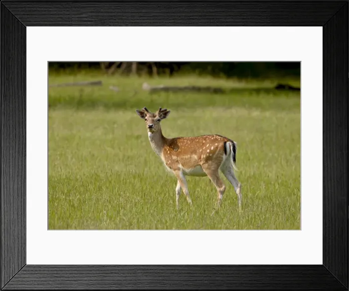 Framed Print : Fallow deer (Dama dama) buck, Sidney Spit, British Columbia, Canada, North America Framed Print : Fallow deer (Dama dama) buck, Sidney Spit, British Columbia, Canada, North America