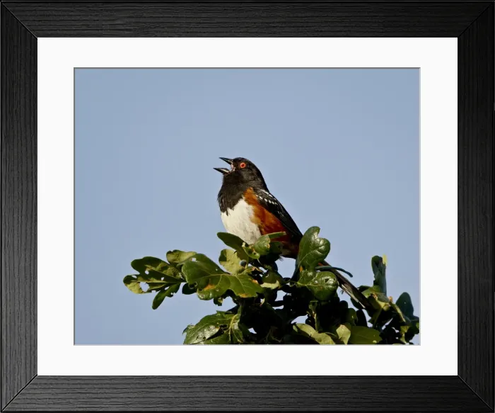 Framed Print : Spotted towhee (Pipilo maculatus) calling, near Saanich, British Columbia Framed Print : Spotted towhee (Pipilo maculatus) calling, near Saanich, British Columbia