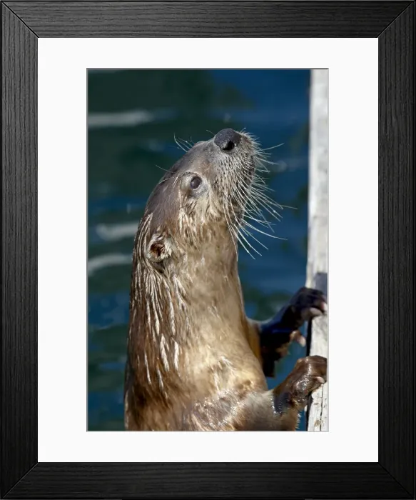 Framed Print : River otter (Lutra canadensis), near Victoria, British Columbia, Canada, North America Framed Print : River otter (Lutra canadensis), near Victoria, British Columbia, Canada, North America