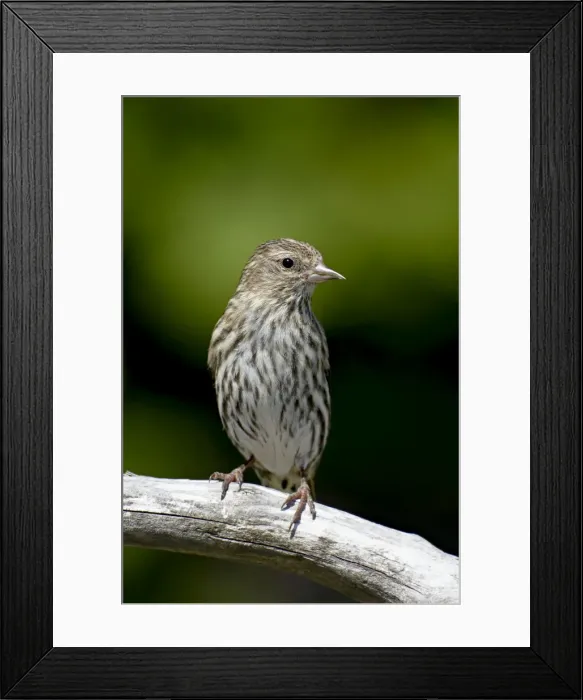 Framed Print : Pine siskin (Carduelis pinus), near Saanich, British Columbia, Canada, North America Framed Print : Pine siskin (Carduelis pinus), near Saanich, British Columbia, Canada, North America