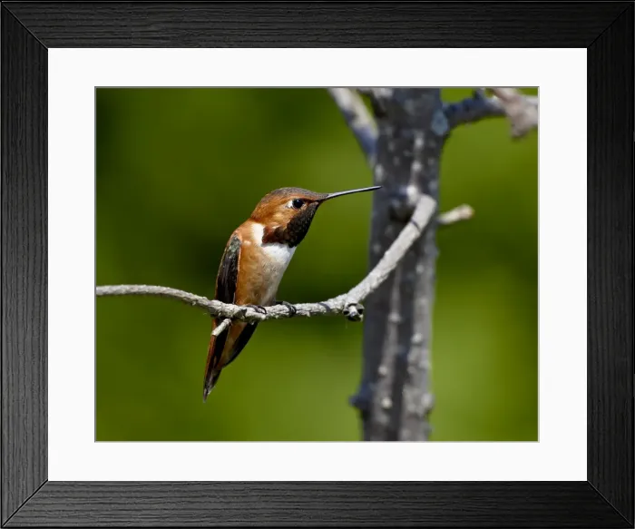 Framed Print : Rufous hummingbird (Selasphorus rufus), near Saanich, British Columbia Framed Print : Rufous hummingbird (Selasphorus rufus), near Saanich, British Columbia
