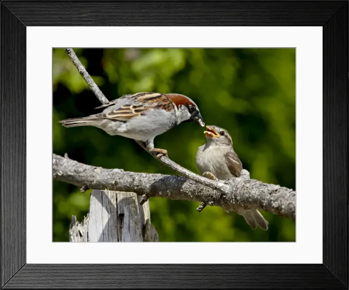 Framed Print : Male house sparrow (Passer domesticus) feeding a chick, near Saanich, British Columbia Framed Print : Male house sparrow (Passer domesticus) feeding a chick, near Saanich, British Columbia