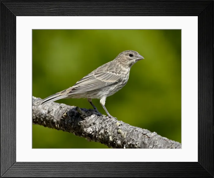 Framed Print : Female house finch (Carpodacus mexicanus), near Saanich, British Columbia Framed Print : Female house finch (Carpodacus mexicanus), near Saanich, British Columbia