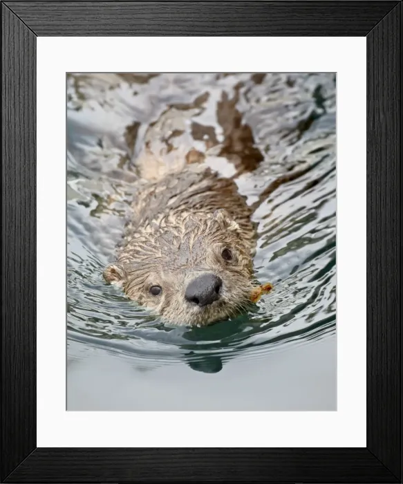 Framed Print : River otter (Lutra canadensis) swimming, near Victoria, British Columbia Framed Print : River otter (Lutra canadensis) swimming, near Victoria, British Columbia