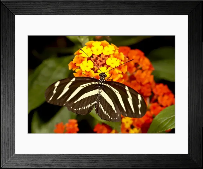 Framed Print : Zebra longwing butterfly (Heliconius charitonius) in captivity, Butterfly World Framed Print : Zebra longwing butterfly (Heliconius charitonius) in captivity, Butterfly World