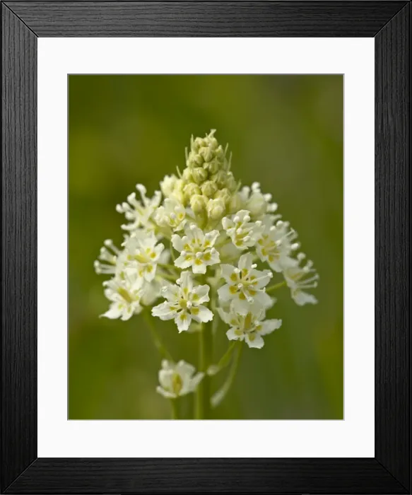 Framed Print : Death Camas (Zigadenus venenosus), near Nanaimo, British Columbia, Canada, North America Framed Print : Death Camas (Zigadenus venenosus), near Nanaimo, British Columbia, Canada, North America