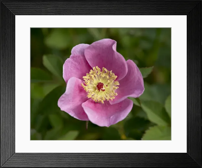 Framed Print : Nootka Rose (Rosa nutkana), near Nanaimo, British Columbia, Canada, North America Framed Print : Nootka Rose (Rosa nutkana), near Nanaimo, British Columbia, Canada, North America