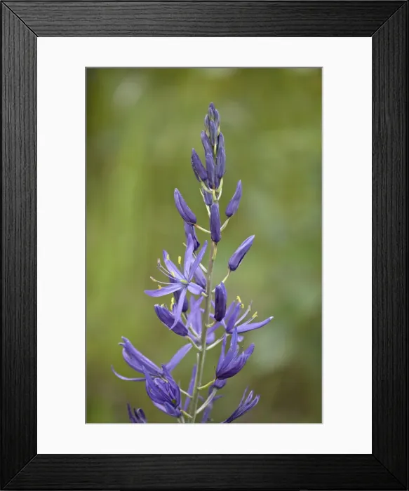 Framed Print : Common Camas (Camassia quamash), near Nanaimo, British Columbia, Canada, North America Framed Print : Common Camas (Camassia quamash), near Nanaimo, British Columbia, Canada, North America
