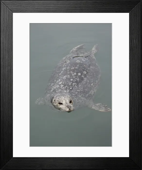 Framed Print : Harbor seal (Phoca vitulina), near Victoria, British Columbia, Canada, North America Framed Print : Harbor seal (Phoca vitulina), near Victoria, British Columbia, Canada, North America
