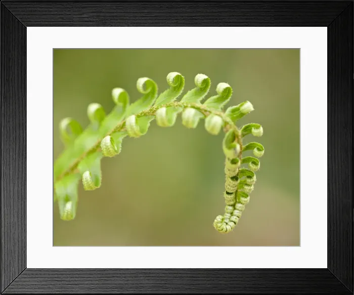Framed Print : Western sword fern (Polystichum munitum) tip, Cathedral Grove, MacMillan Provincial Park Framed Print : Western sword fern (Polystichum munitum) tip, Cathedral Grove, MacMillan Provincial Park