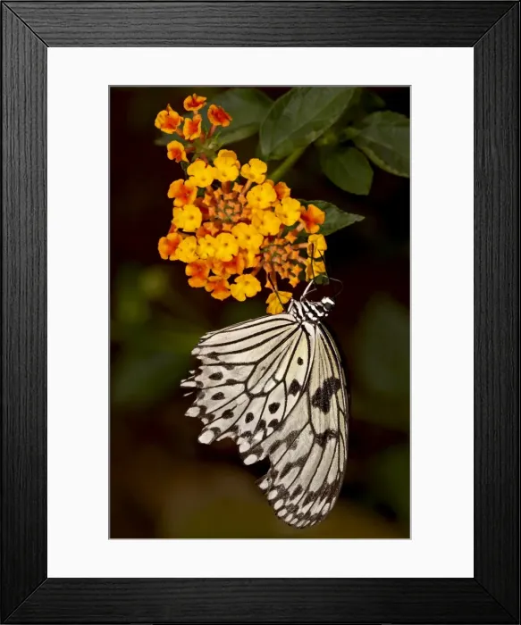Framed Print : Large tree nymph (paper kite) (white tree nymph) (rice paper butterfly) Framed Print : Large tree nymph (paper kite) (white tree nymph) (rice paper butterfly)