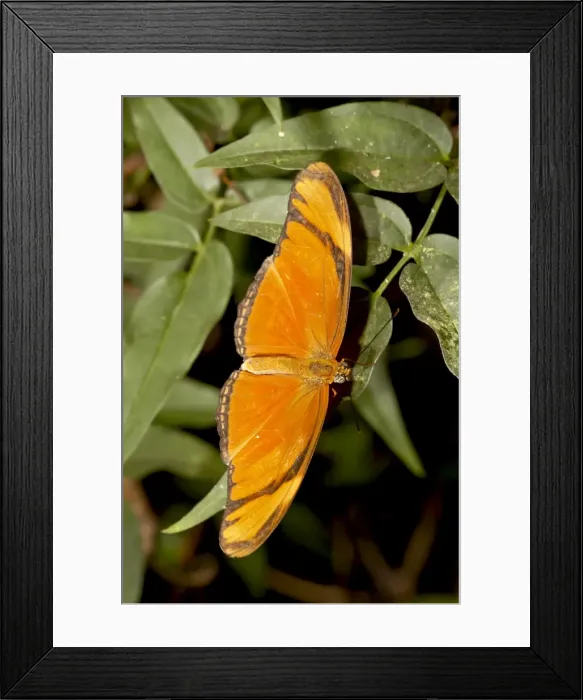 Framed Print : Julia butterfly (Dryas iulia) in captivity, Butterfly World and Gardens Framed Print : Julia butterfly (Dryas iulia) in captivity, Butterfly World and Gardens