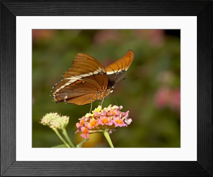 Framed Print : Brown siproeta (brown page butterfly) (Siproeta epaphus) in captivity, Butterfly World Framed Print : Brown siproeta (brown page butterfly) (Siproeta epaphus) in captivity, Butterfly World