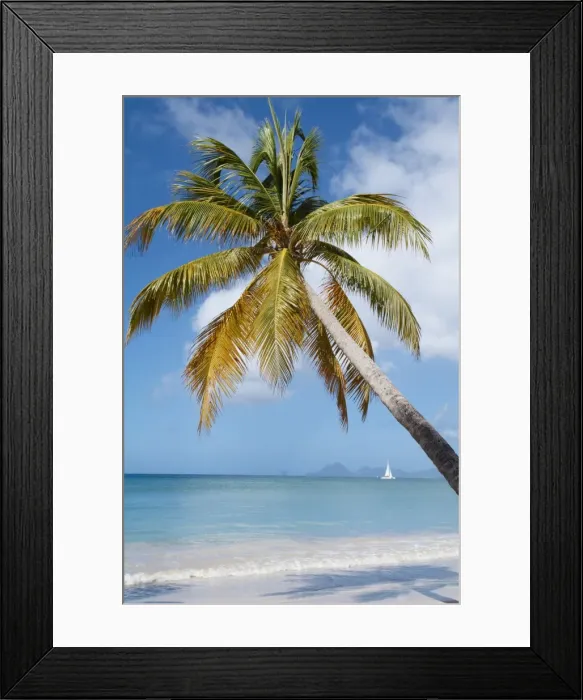Framed Print : Silver sand and palm trees, Sainte Anne beach, Martinique, French Overseas Department Framed Print : Silver sand and palm trees, Sainte Anne beach, Martinique, French Overseas Department