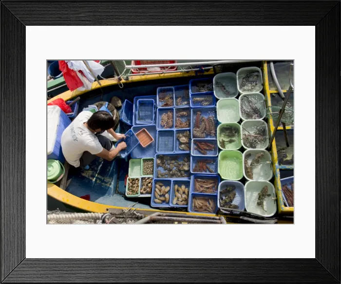 Framed Print : Fishing, Saikung, New Territories, Hong Kong, China, Asia Framed Print : Fishing, Saikung, New Territories, Hong Kong, China, Asia