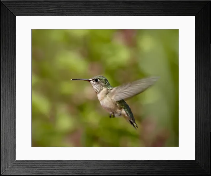 Framed Print : Female calliope Hummingbird (Stellula calliope) hovering, near Oliver, British Columbia Framed Print : Female calliope Hummingbird (Stellula calliope) hovering, near Oliver, British Columbia