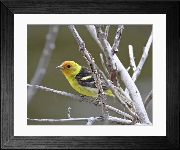 Framed Print : Male Western tanager (Piranga ludoviciana), near Oliver, British Columbia Framed Print : Male Western tanager (Piranga ludoviciana), near Oliver, British Columbia