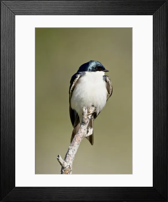 Framed Print : Tree swallow (Tachycineta bicolor), near Oliver, British Columbia, Canada, North America Framed Print : Tree swallow (Tachycineta bicolor), near Oliver, British Columbia, Canada, North America