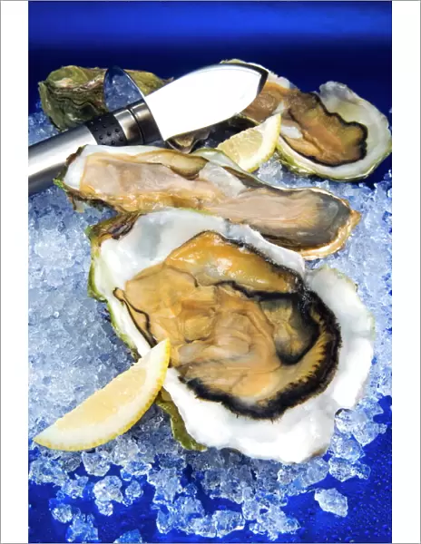 Oysters on ice (Ostrea edulis), France, Europe