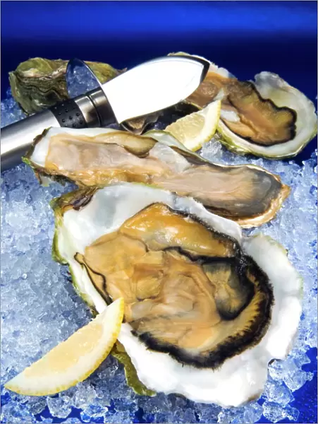 Oysters on ice (Ostrea edulis), France, Europe