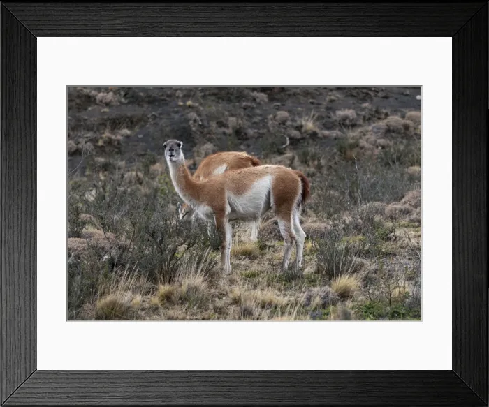 Framed Print : Guanacos, Torres del Paine National Park, Patagonia, Chile, South America