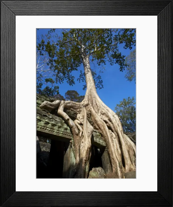Framed Print : Tree roots over temple ruins, Ta Prohm temple built in 1186 by King Jayavarman VII Framed Print : Tree roots over temple ruins, Ta Prohm temple built in 1186 by King Jayavarman VII