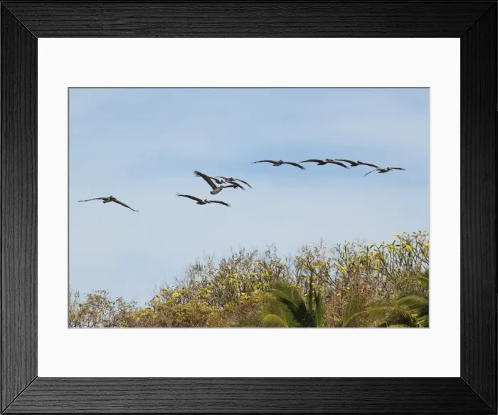 Framed Print : Brown pelicans (Pelecanus occidentalis) flying over Playa Guiones beach at Nosara Framed Print : Brown pelicans (Pelecanus occidentalis) flying over Playa Guiones beach at Nosara