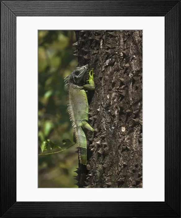Framed Print : A male green iguana on a spiny pochote tree, Nosara, Nicoya Peninsula, Guanacaste Province Framed Print : A male green iguana on a spiny pochote tree, Nosara, Nicoya Peninsula, Guanacaste Province