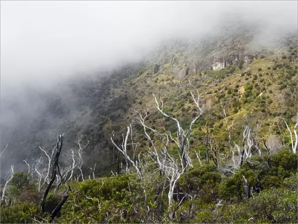 Trees in the mist on Cerro Chirripo, 3820m, highest point in Costa Rica