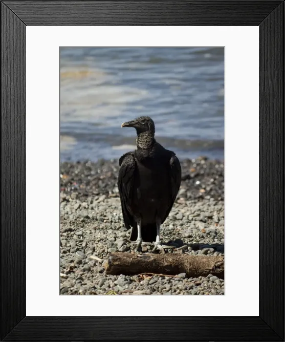 Framed Print : South American black vulture (Coragyps atratus brasiliensis), a common scavenger Framed Print : South American black vulture (Coragyps atratus brasiliensis), a common scavenger