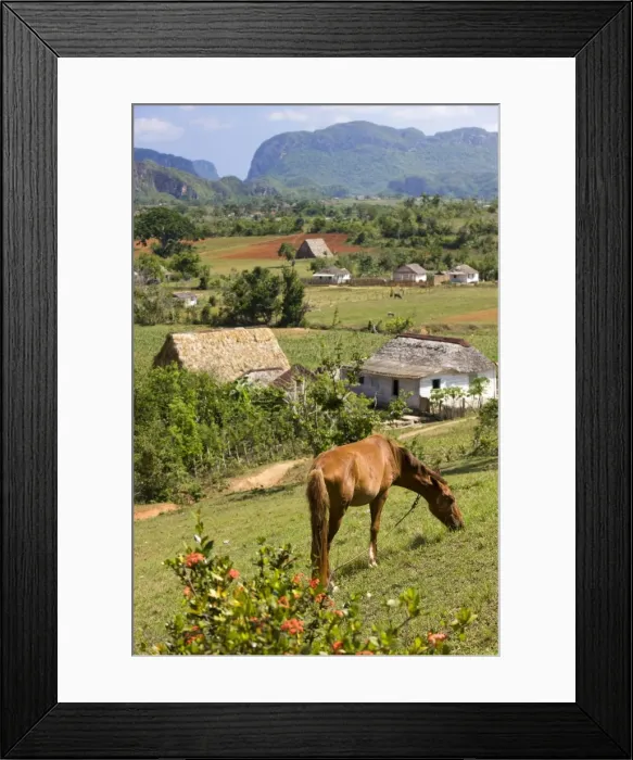 Framed Print : Horse grazing on a hillside in the Valle de Vinales, Pinar del Rio Province Framed Print : Horse grazing on a hillside in the Valle de Vinales, Pinar del Rio Province