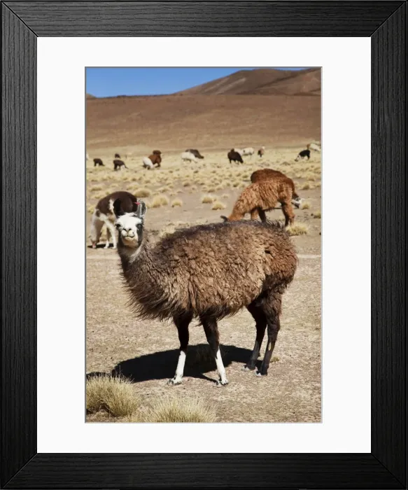 Framed Print : Llamas in the wild, Bolivia, South America Framed Print : Llamas in the wild, Bolivia, South America